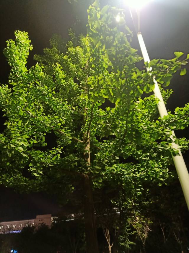 找搭子