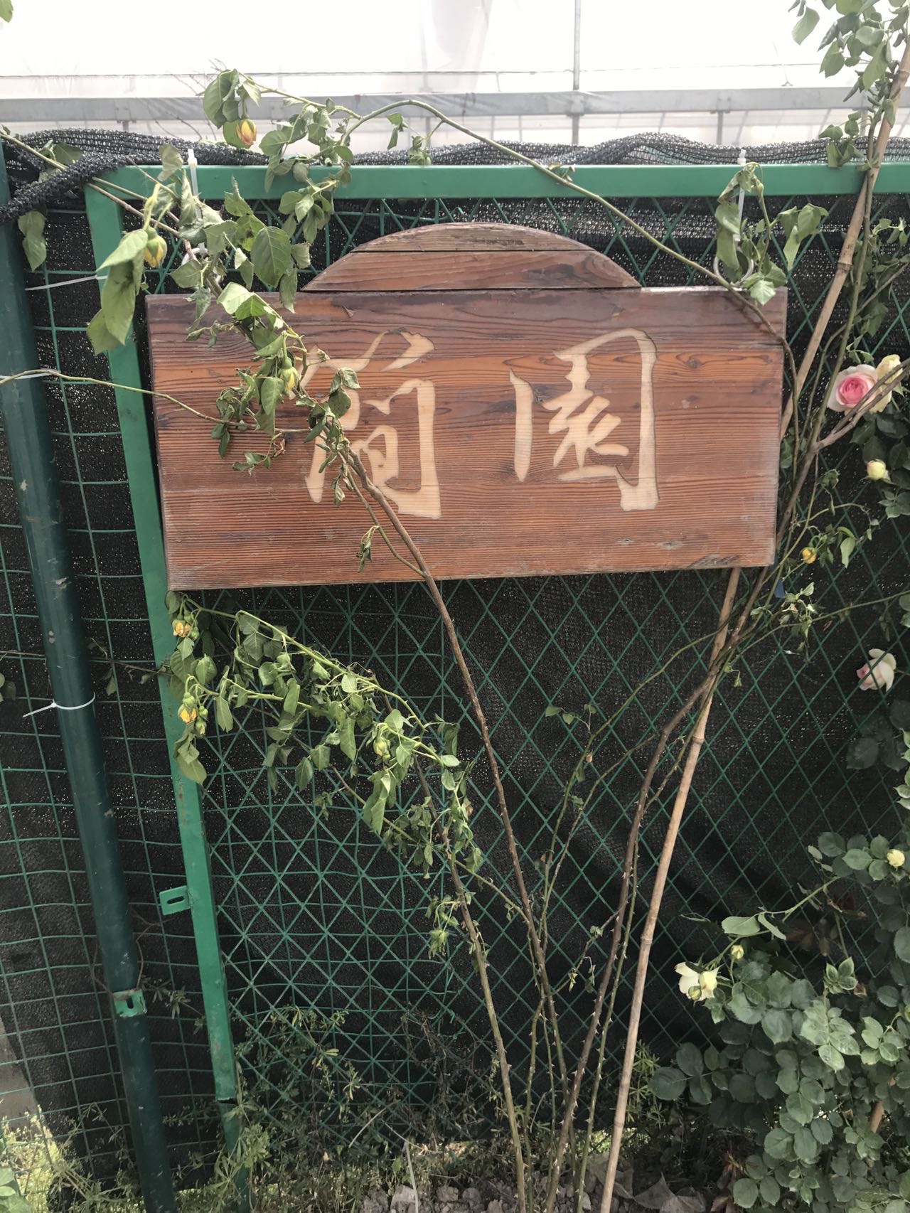 找搭子
