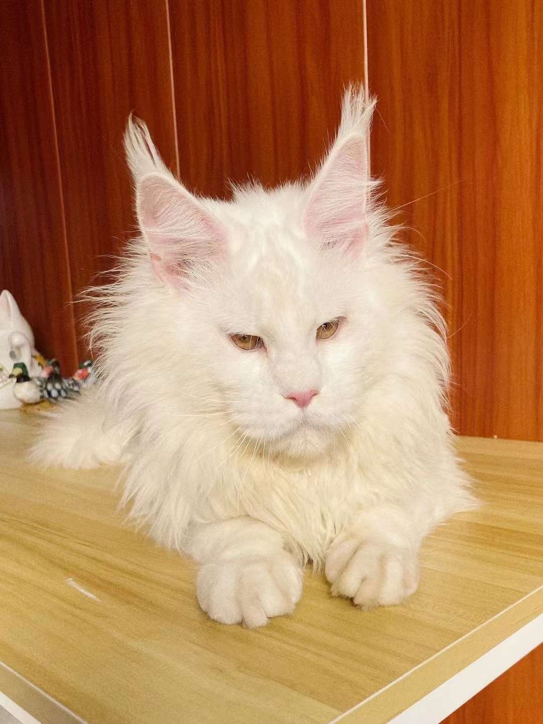 找搭子