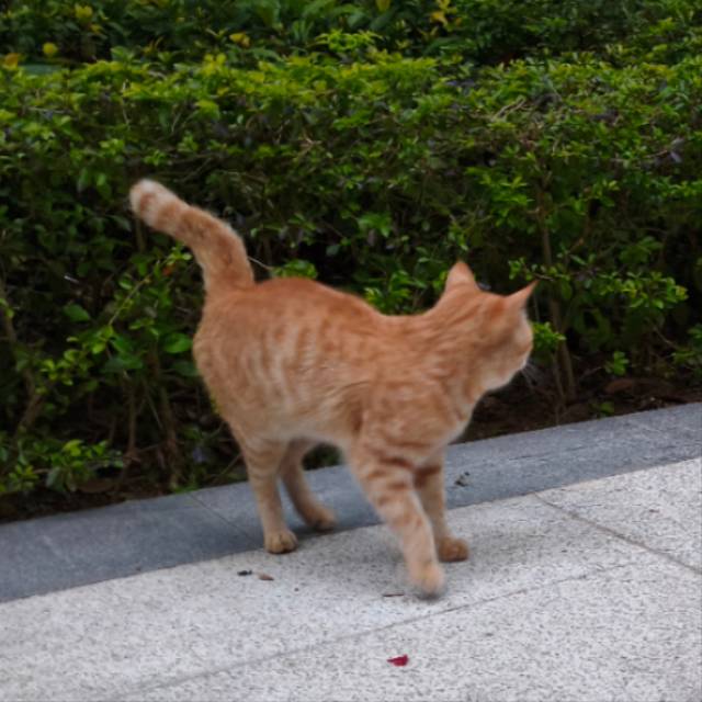 找搭子
