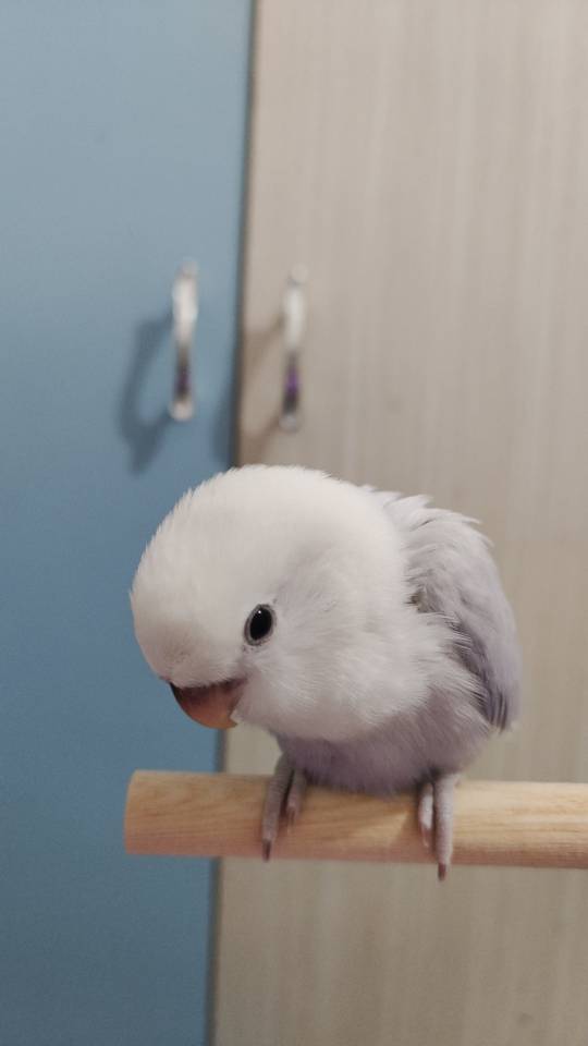 找搭子