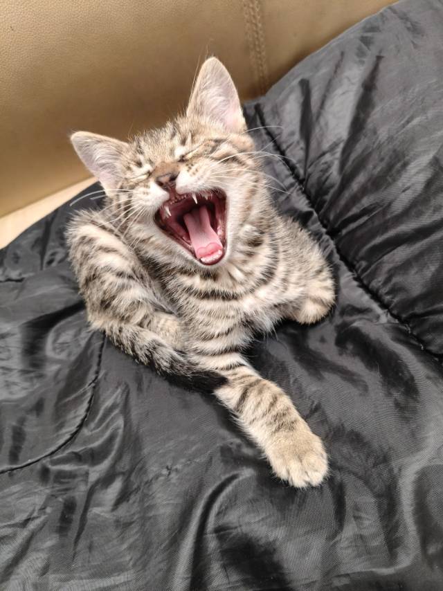 找搭子