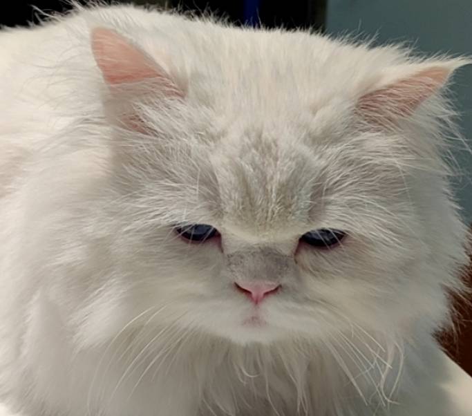 找搭子