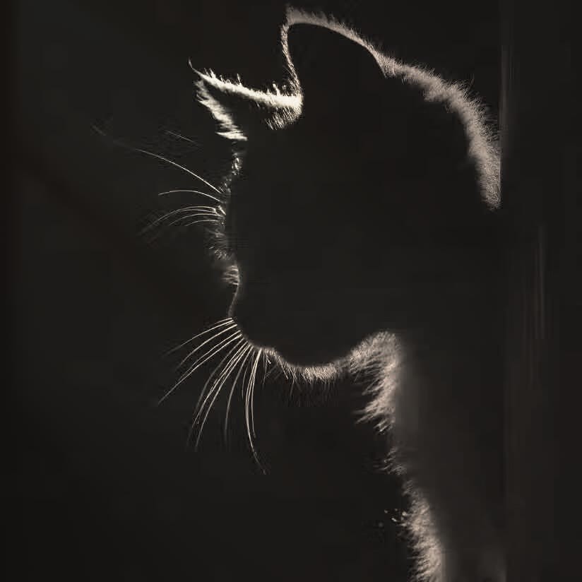 找搭子