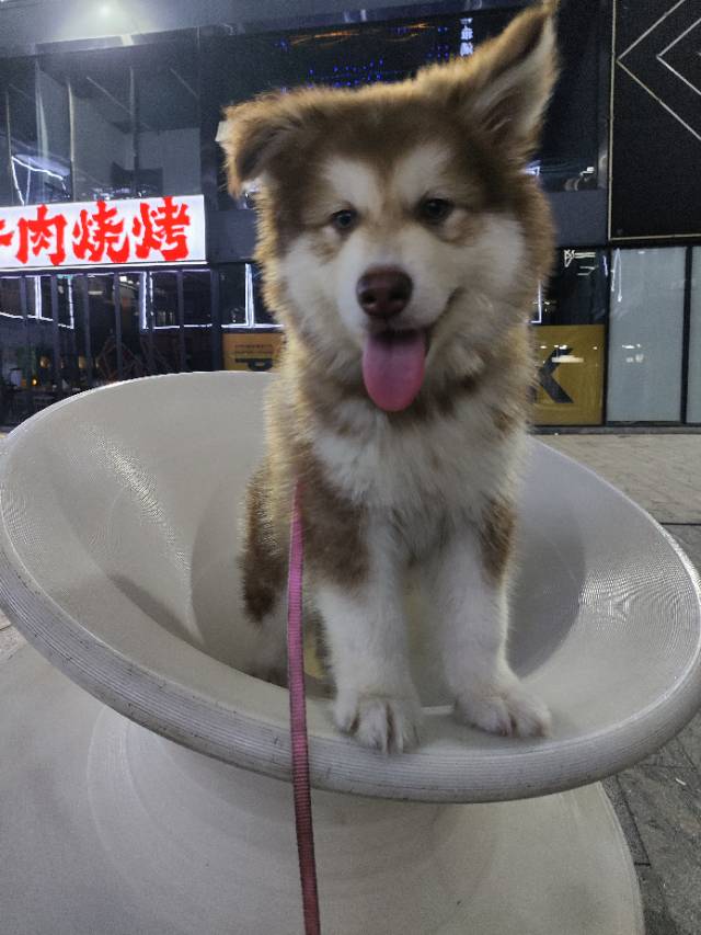 丛丛相亲交友平台