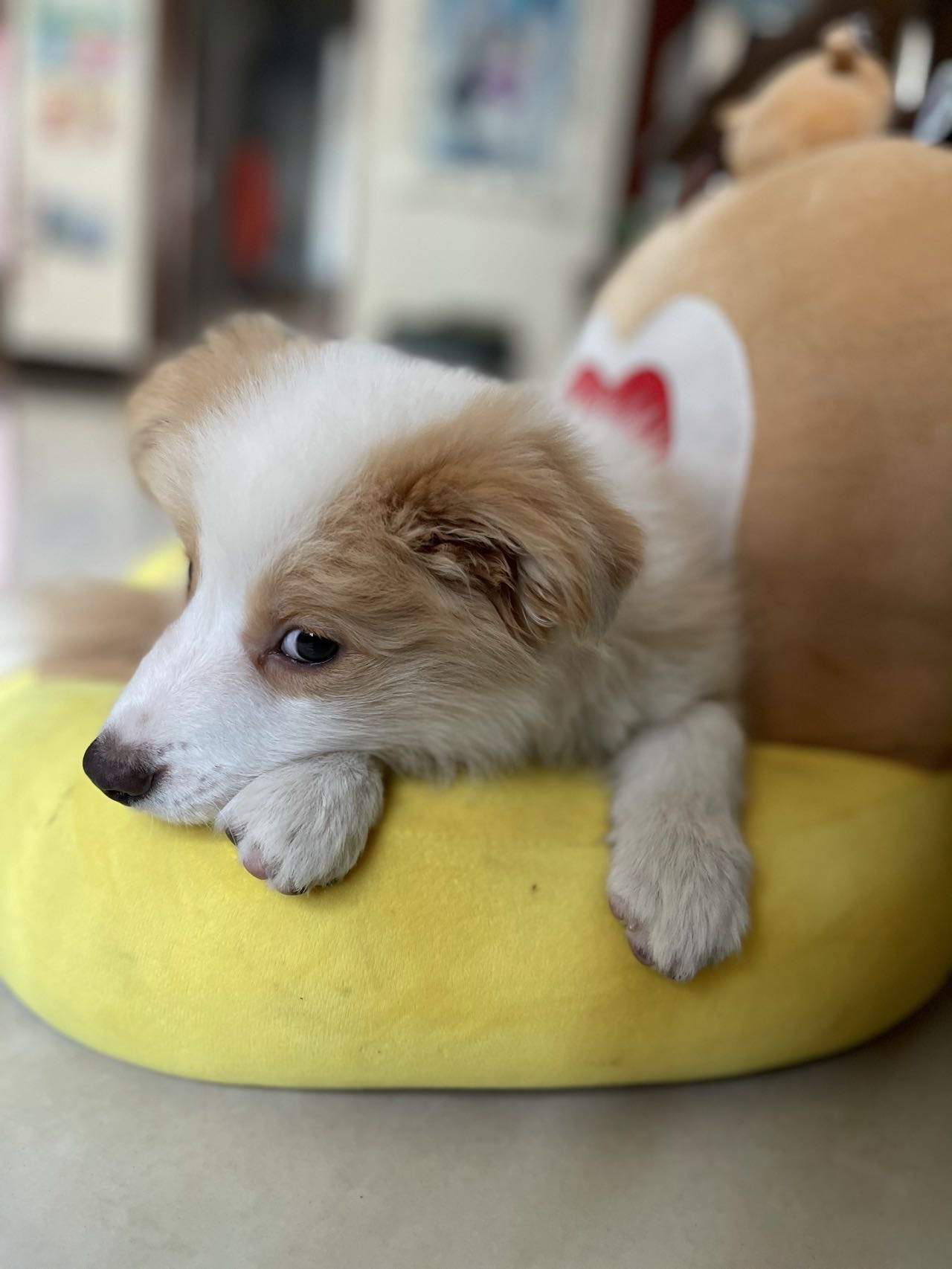 找搭子