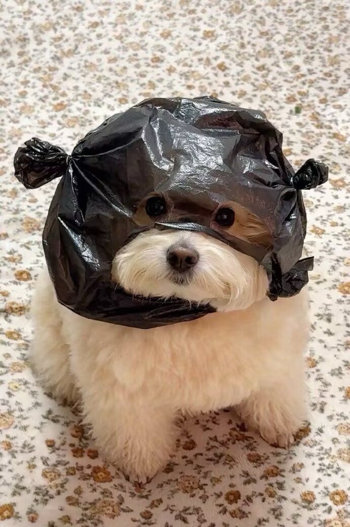 找搭子