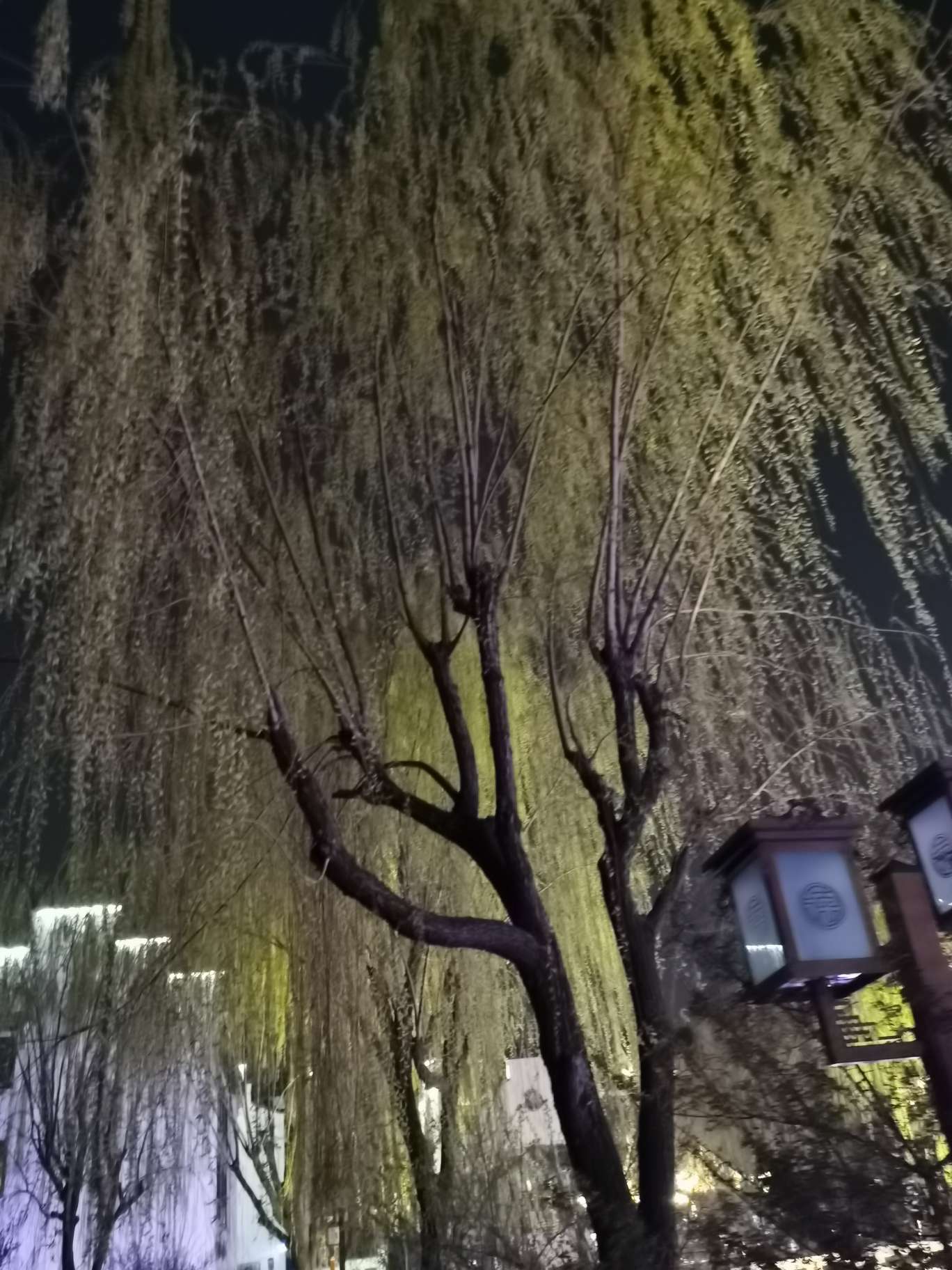 丛丛相亲交友平台
