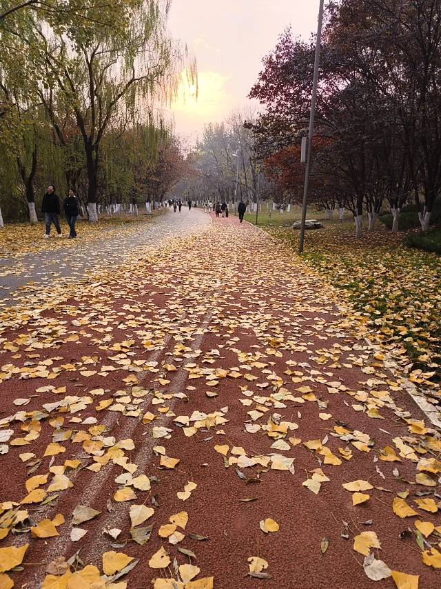 丛丛相亲交友平台