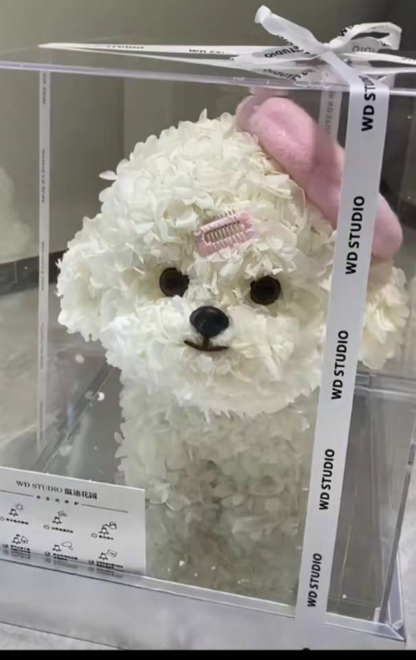 丛丛相亲交友平台