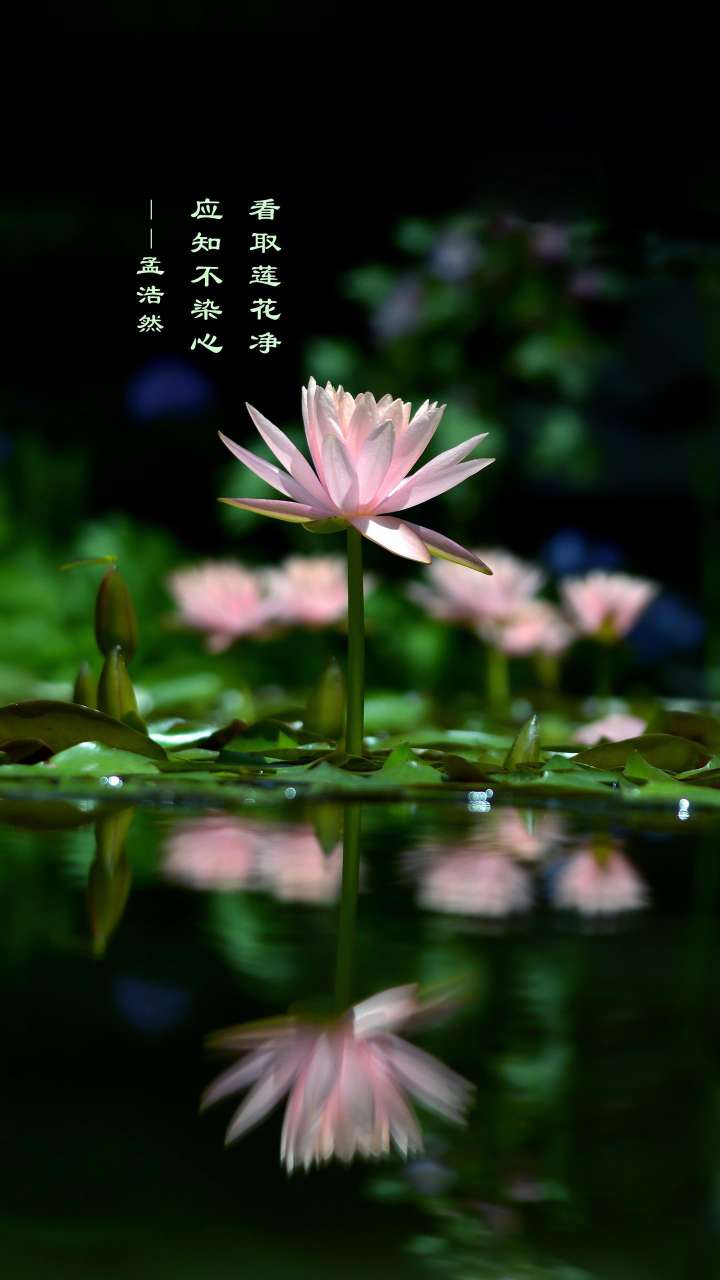 丛丛相亲交友平台