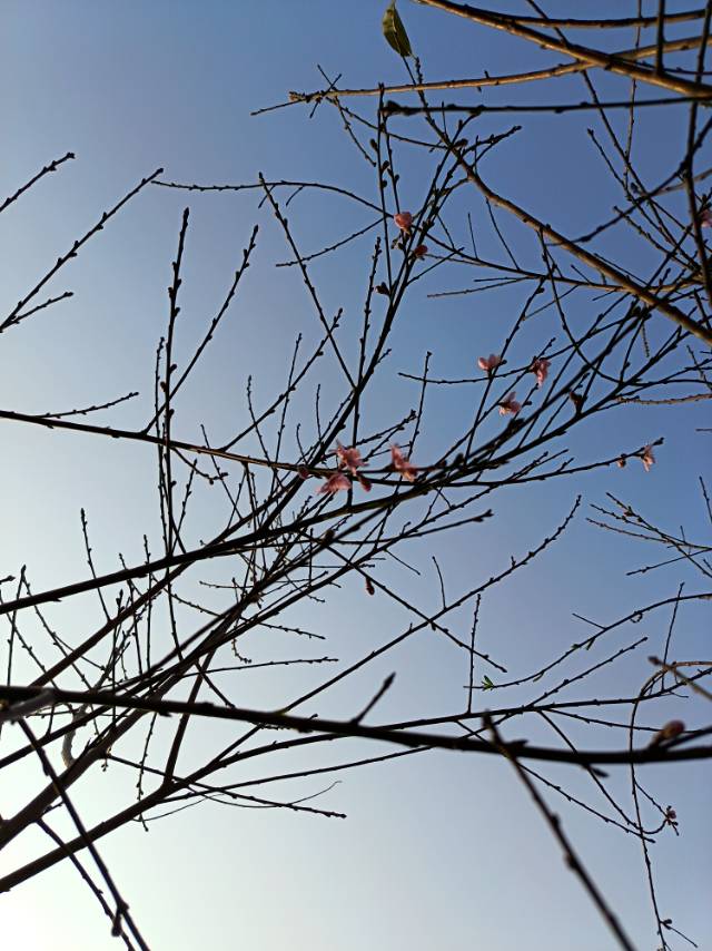 丛丛相亲交友平台