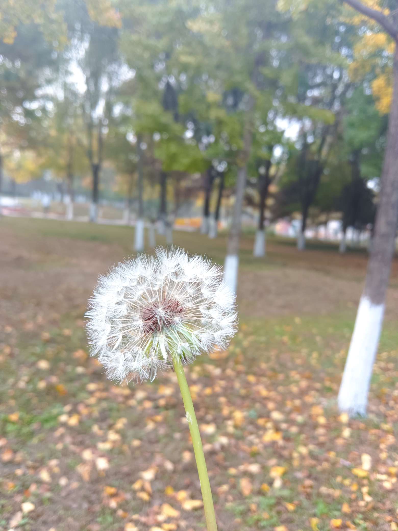 丛丛相亲交友平台