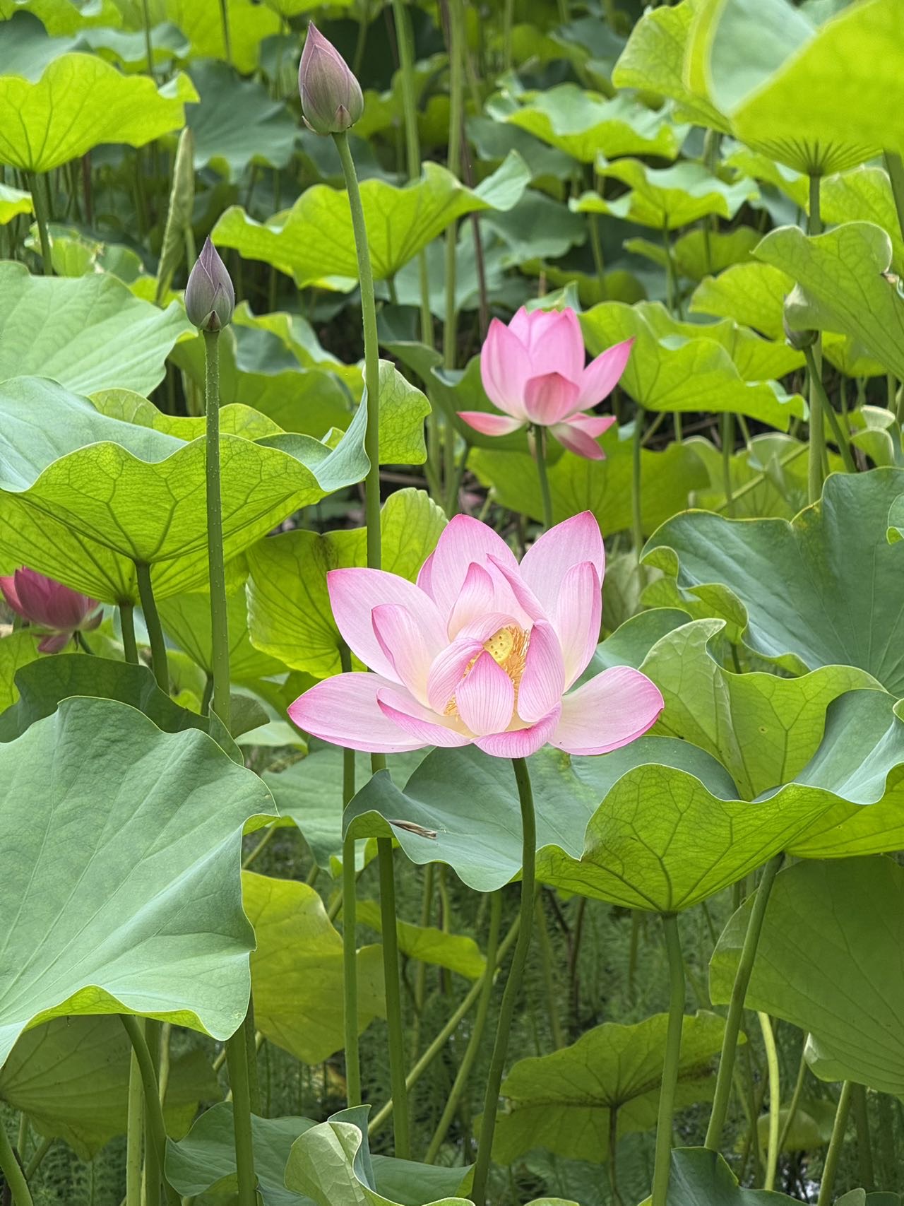 丛丛相亲交友平台