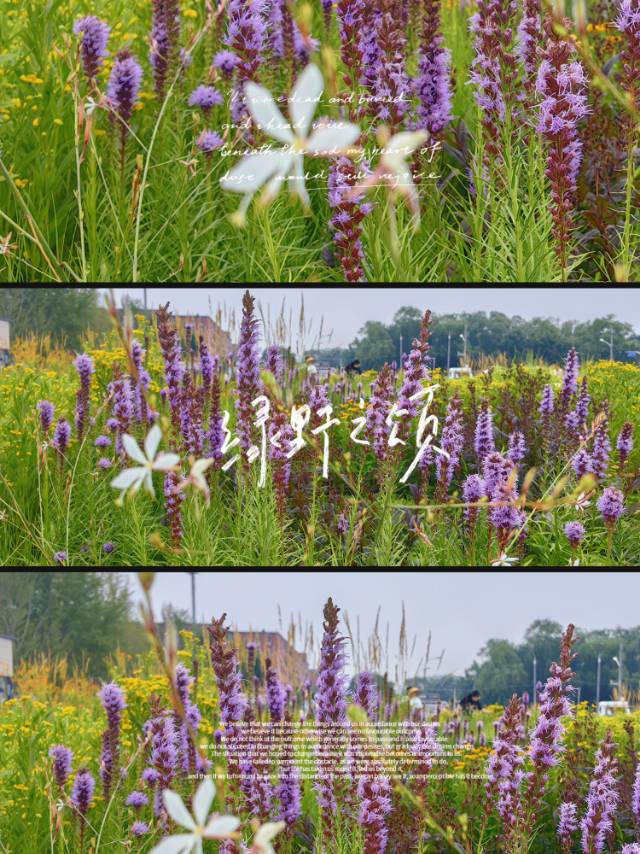 丛丛相亲交友平台