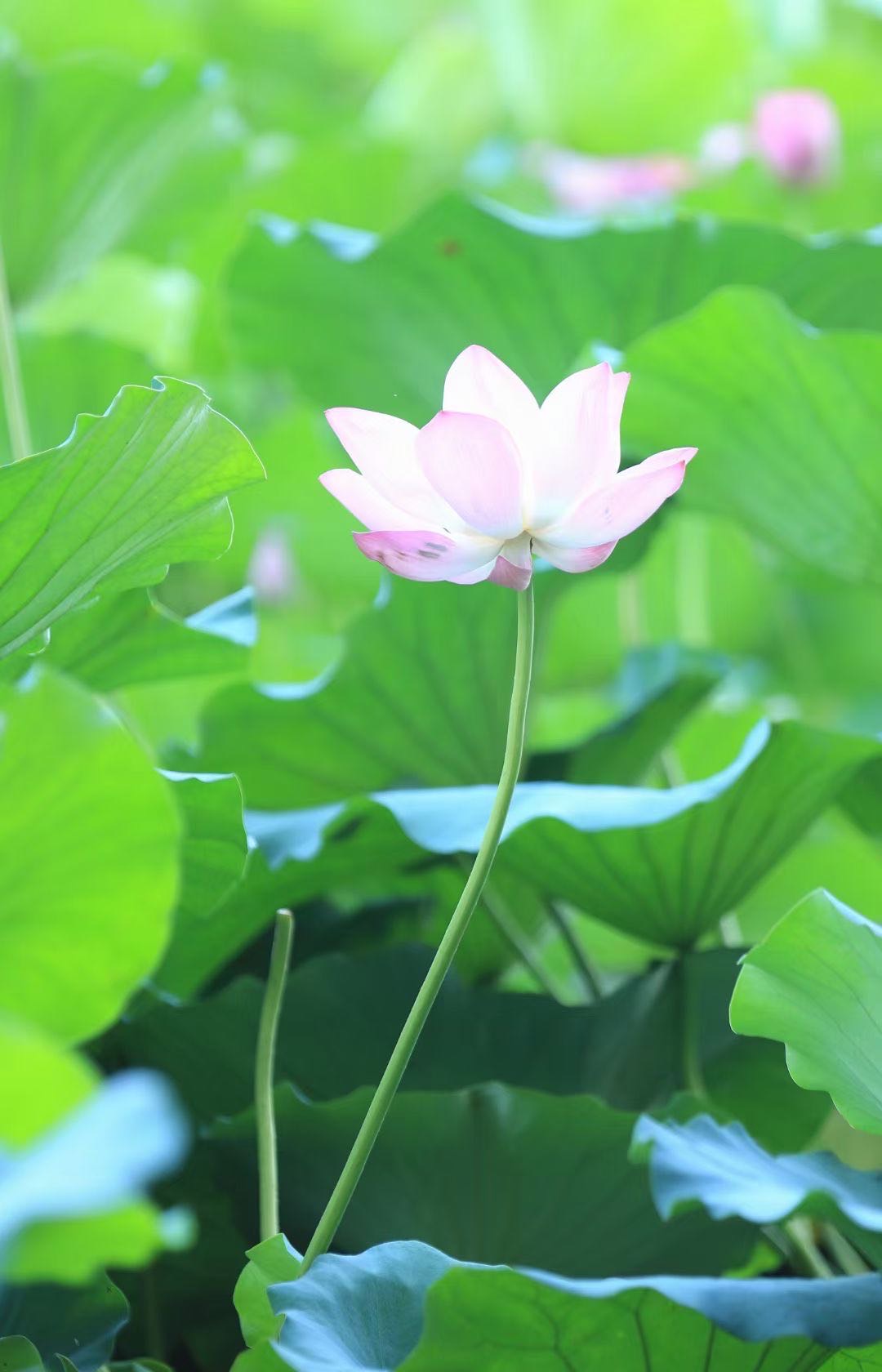 丛丛相亲交友平台