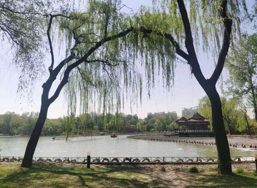 丛丛相亲交友平台