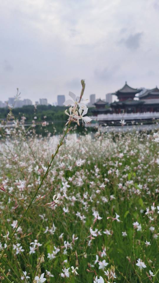 丛丛相亲交友平台