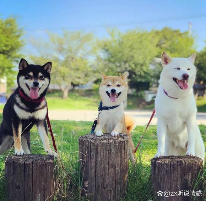 丛丛相亲交友平台