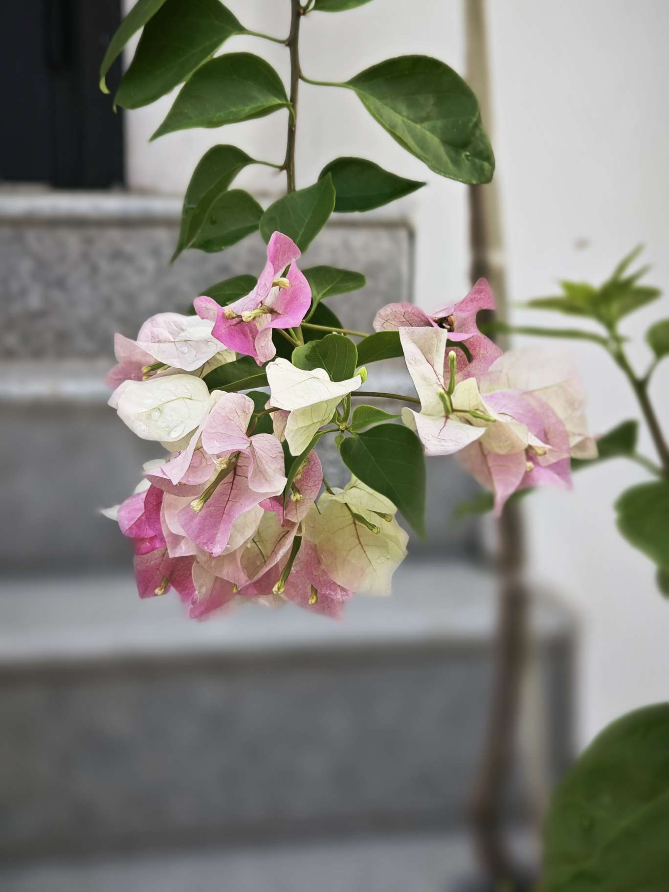 丛丛相亲交友平台