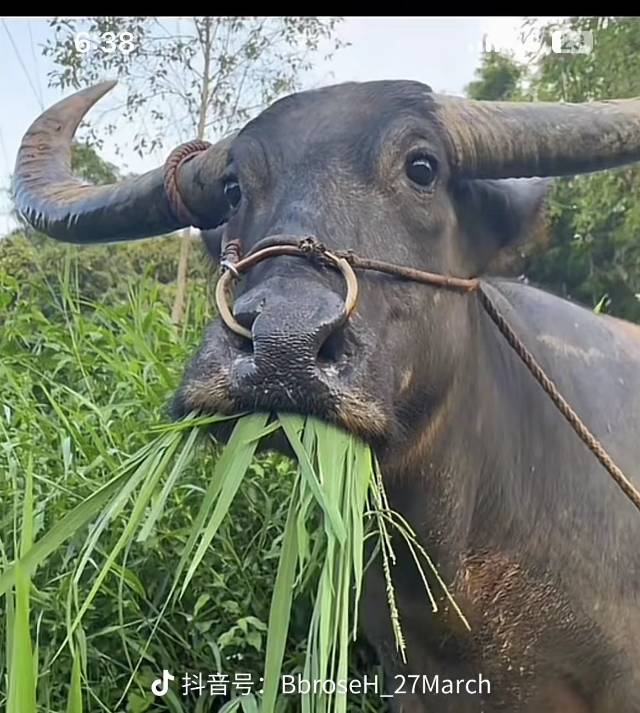 丛丛相亲交友平台