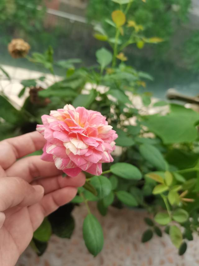 丛丛相亲交友平台