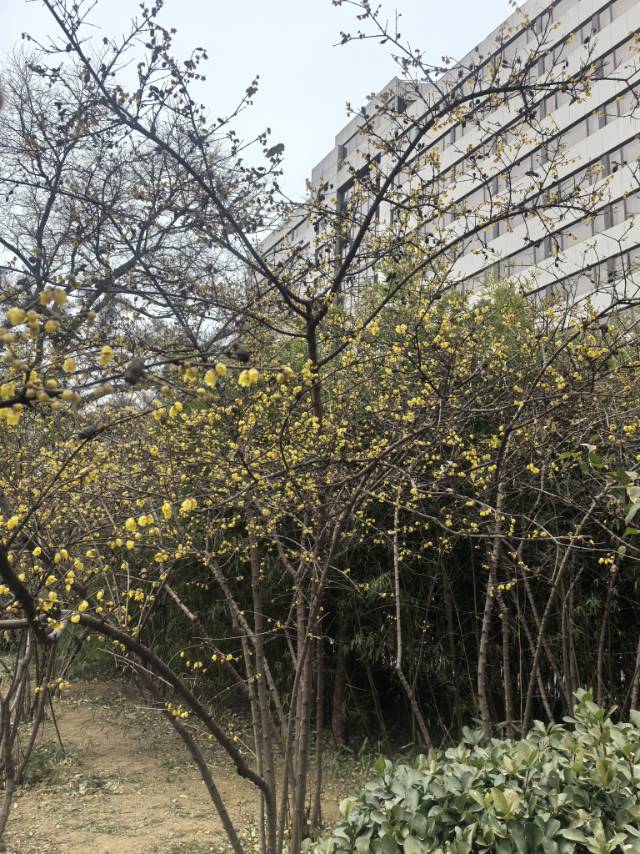 丛丛相亲交友平台