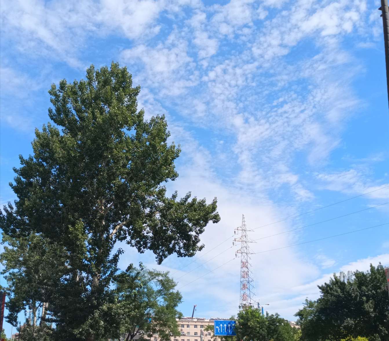 丛丛相亲交友平台