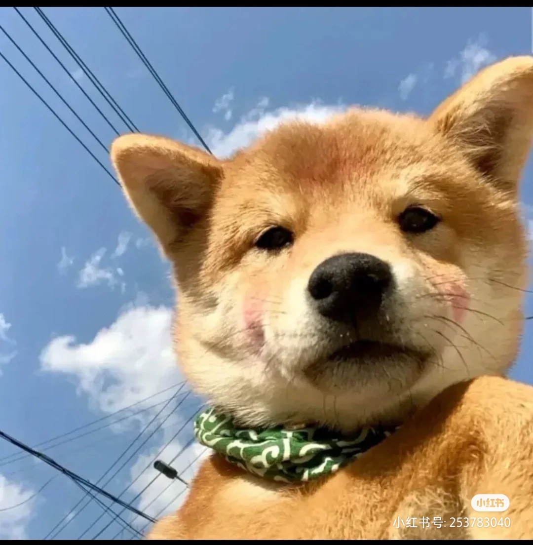 找搭子