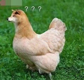 找搭子