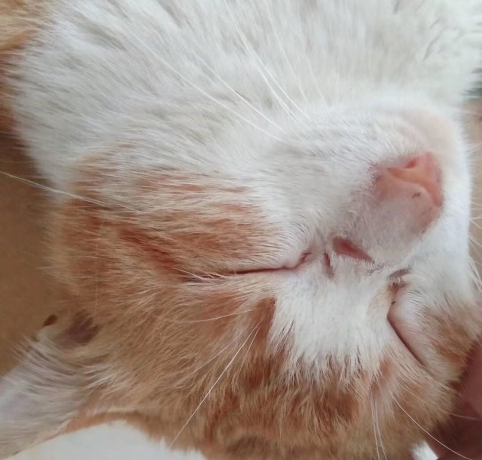 找搭子