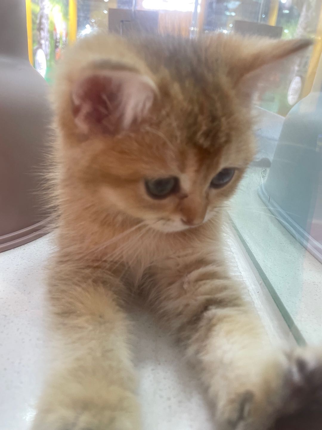 找搭子