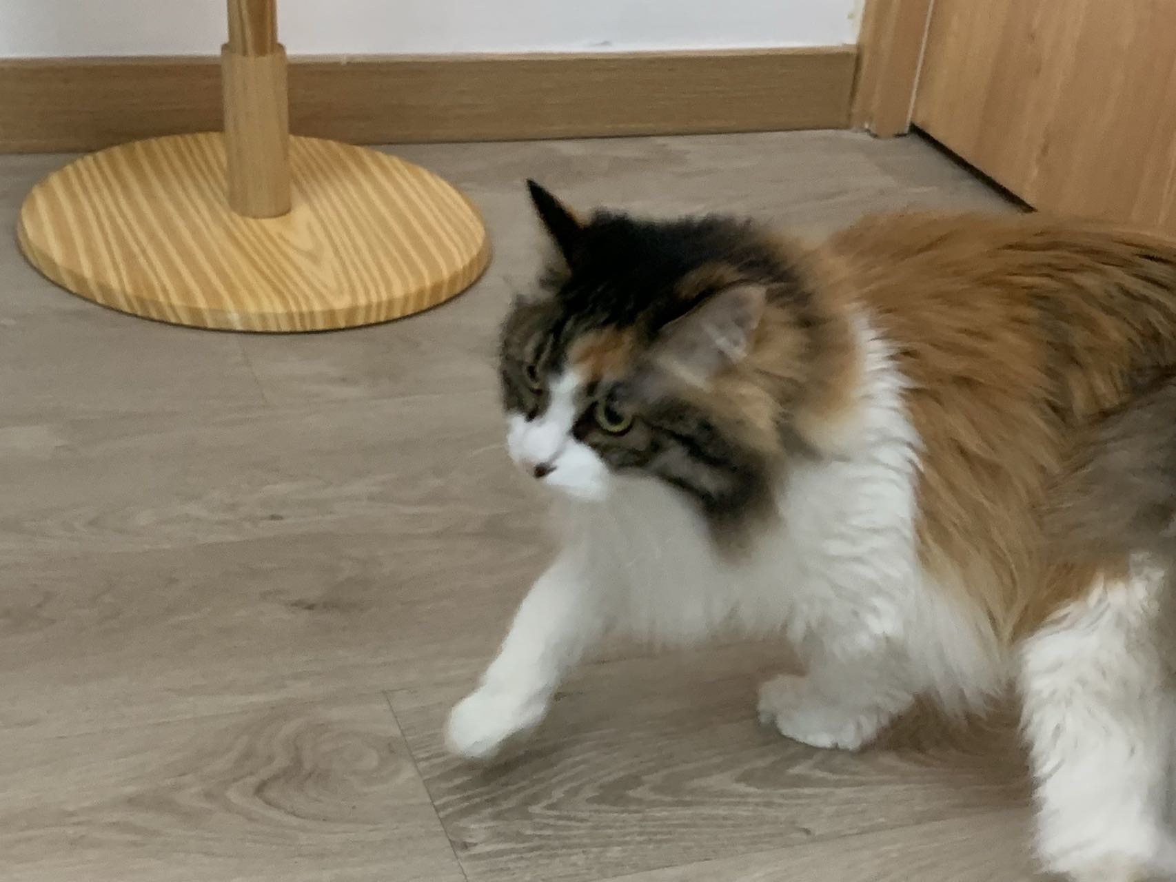 找搭子