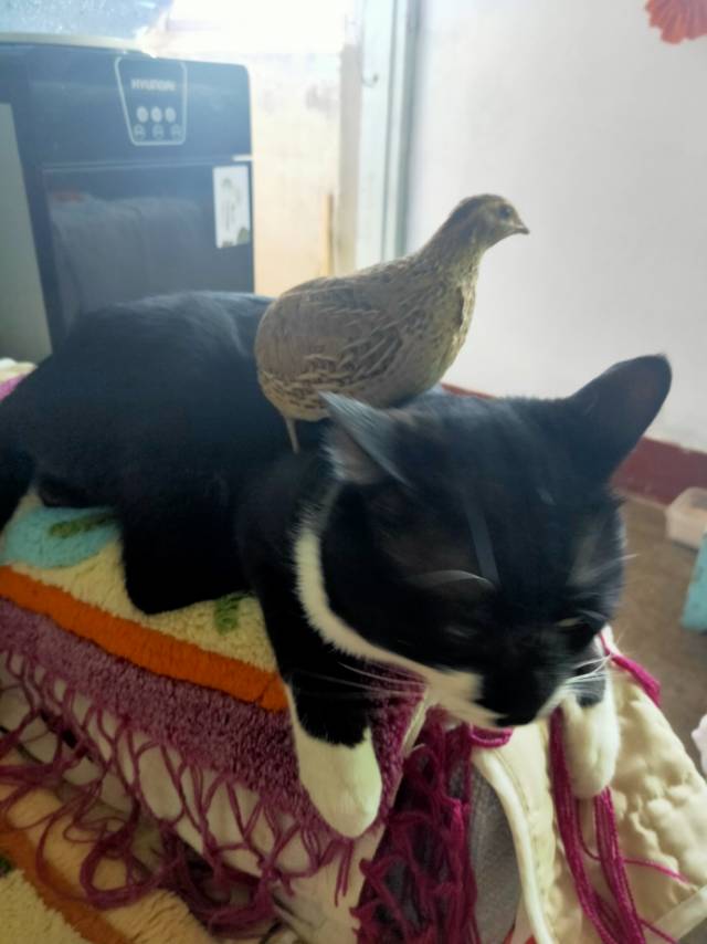 找搭子