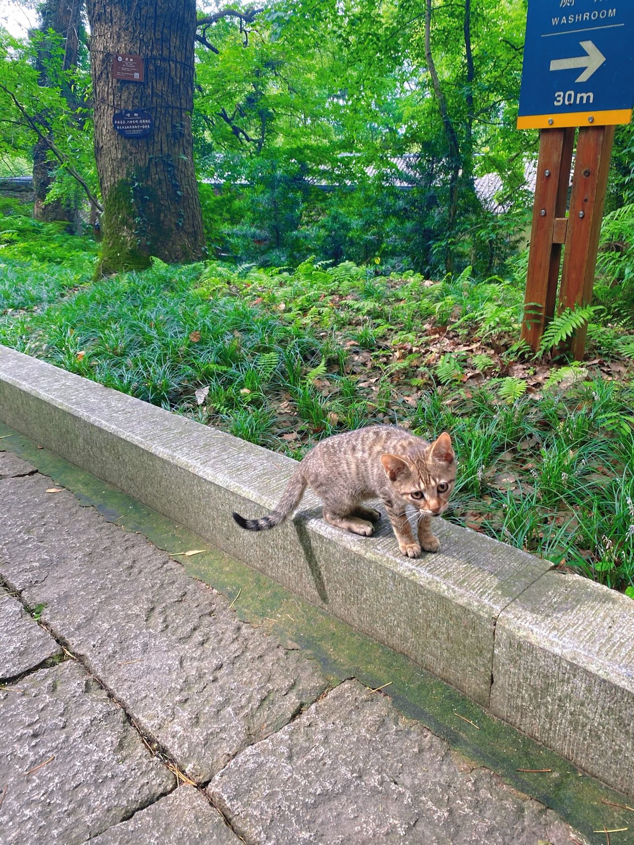 找搭子