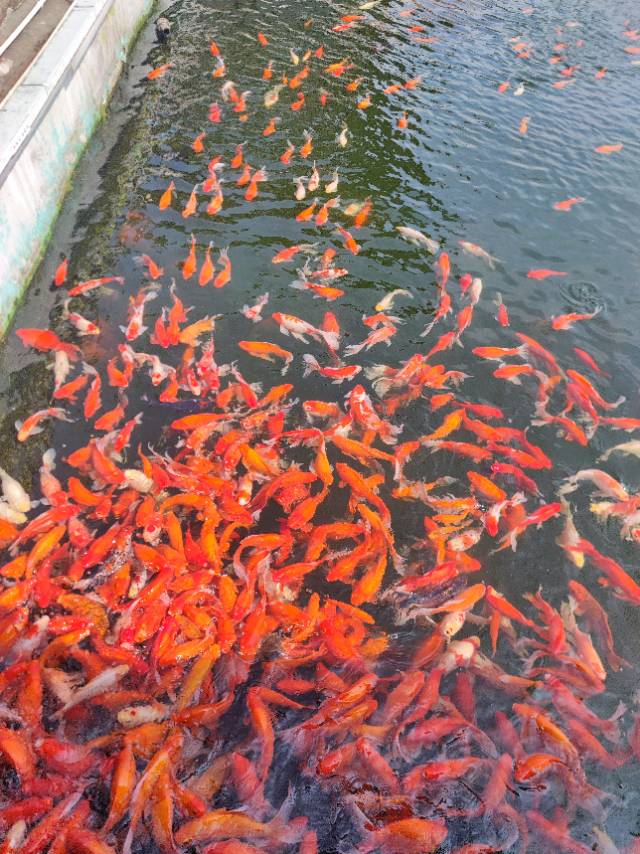 找搭子