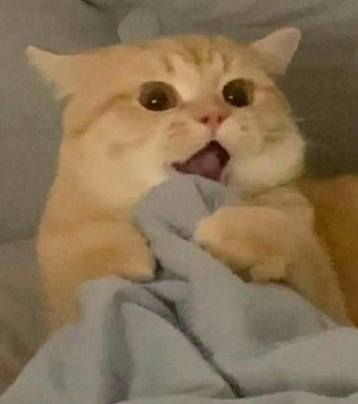 找搭子