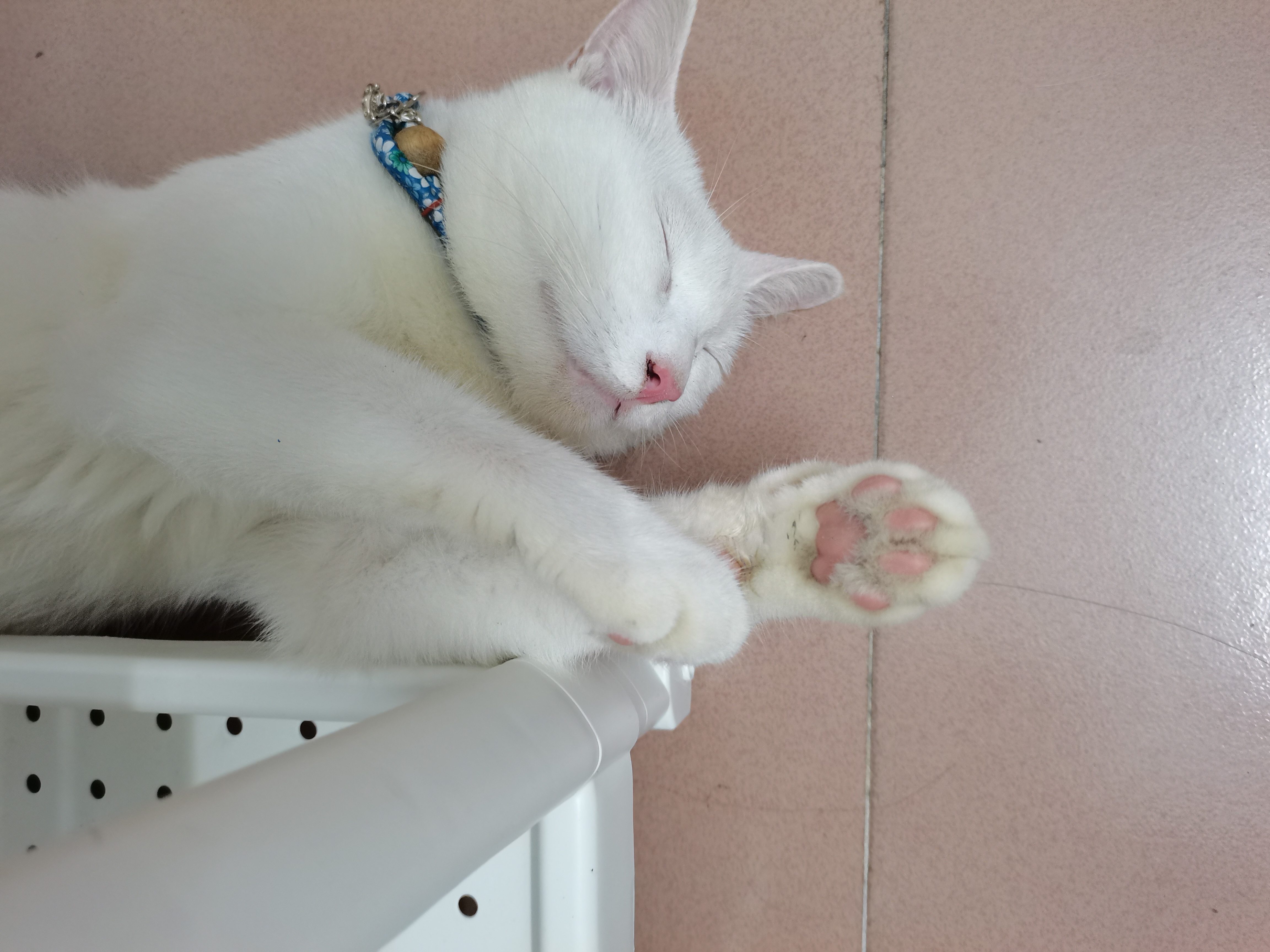 找搭子