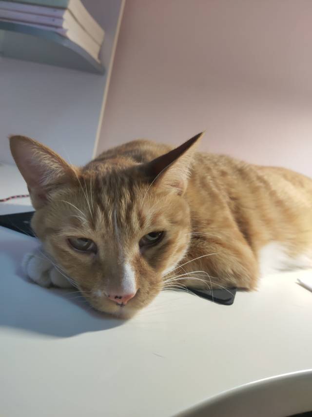 找搭子