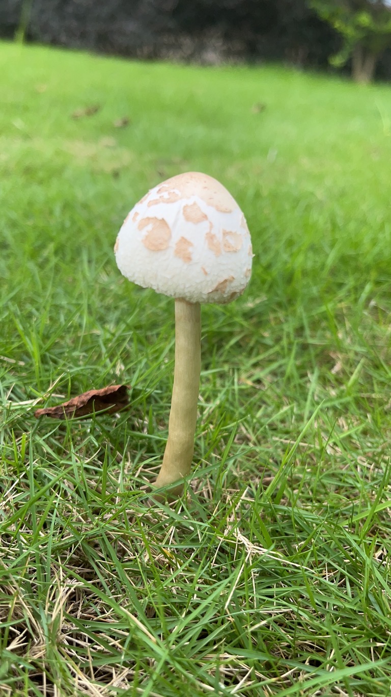 找搭子