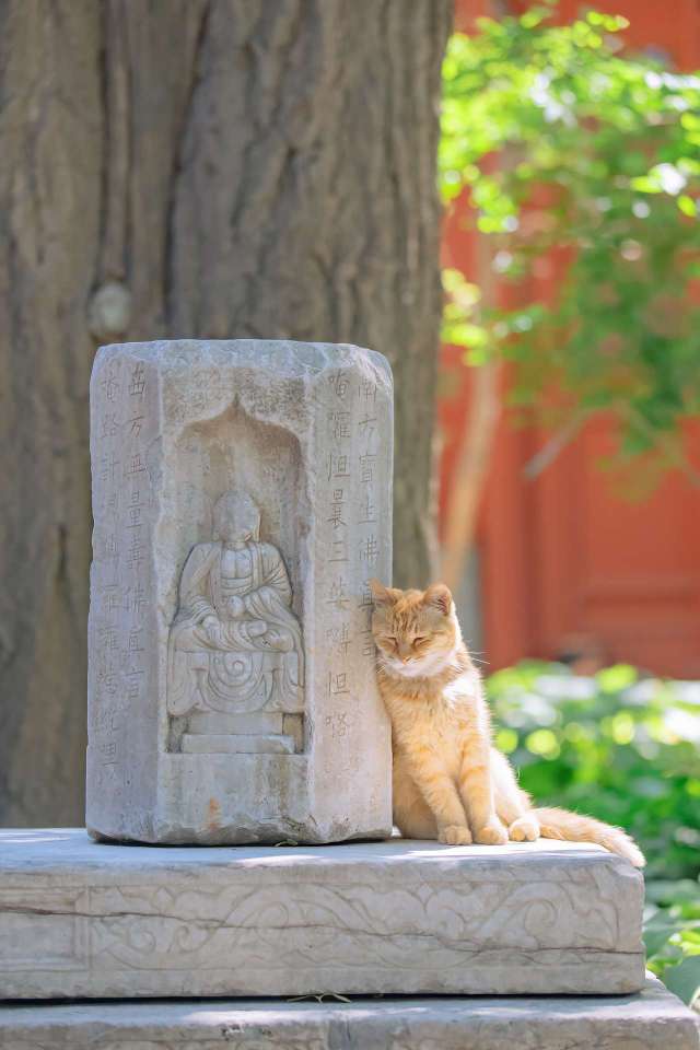 找搭子