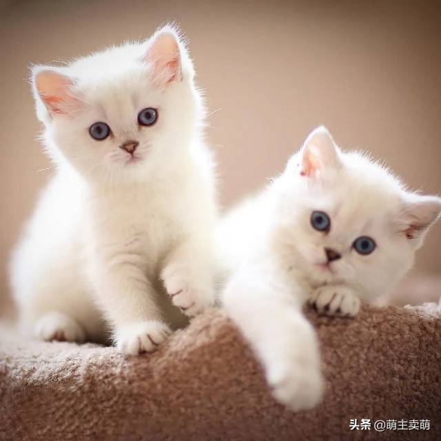 找搭子