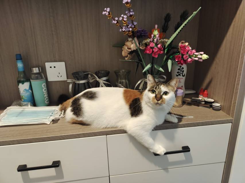 找搭子