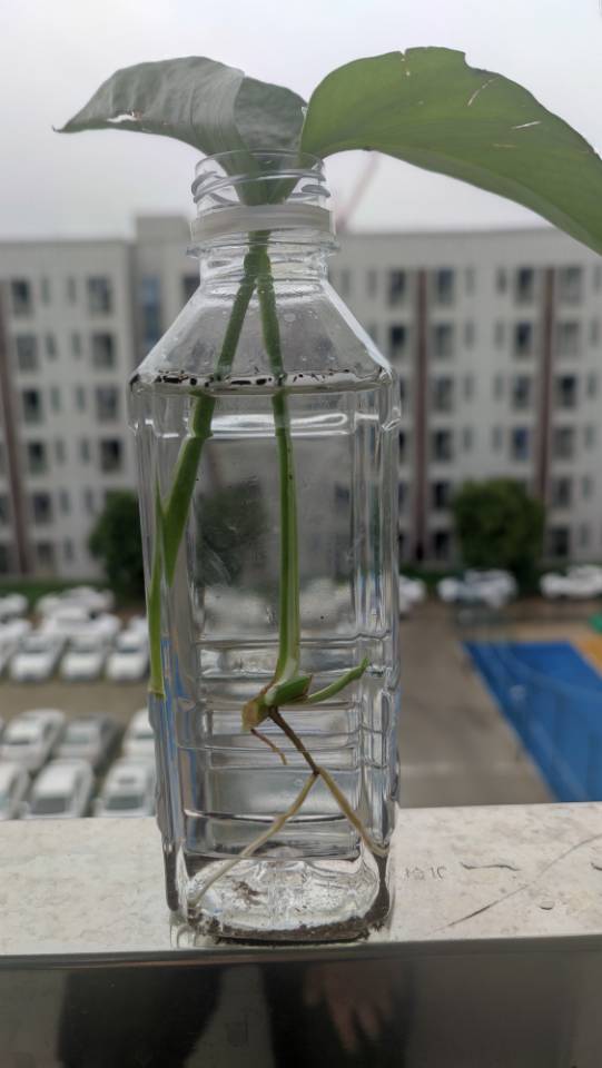 找搭子