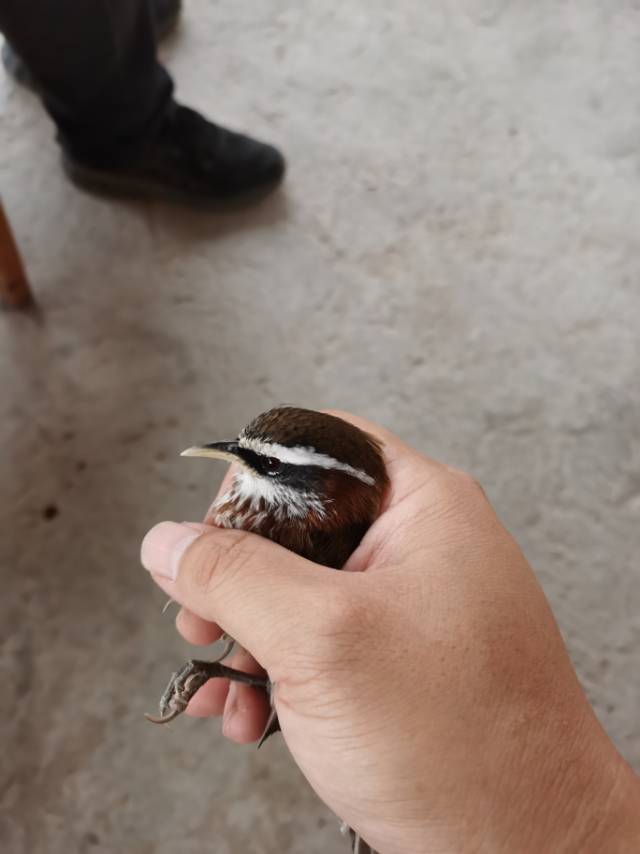 找搭子