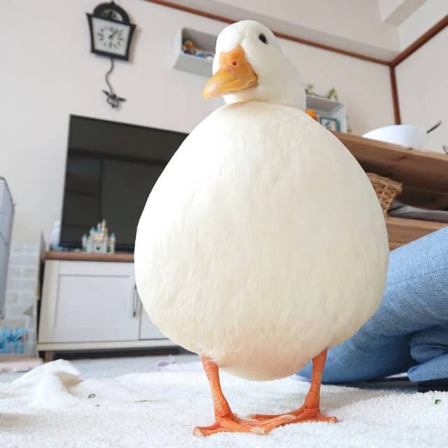 找搭子
