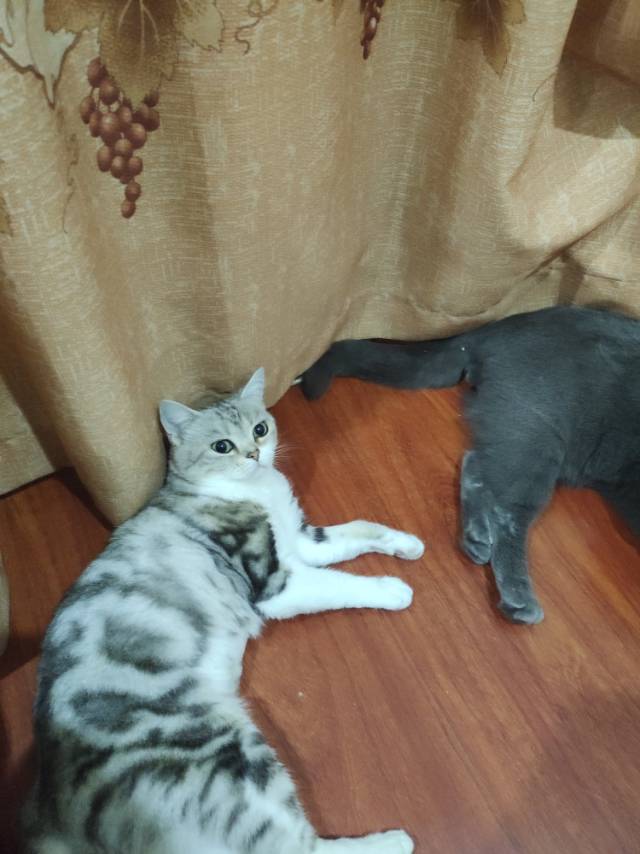 找搭子