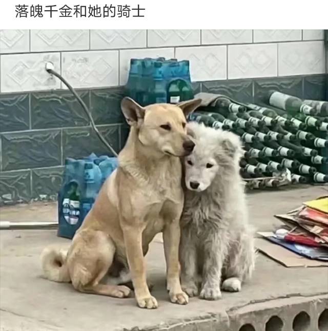 找搭子