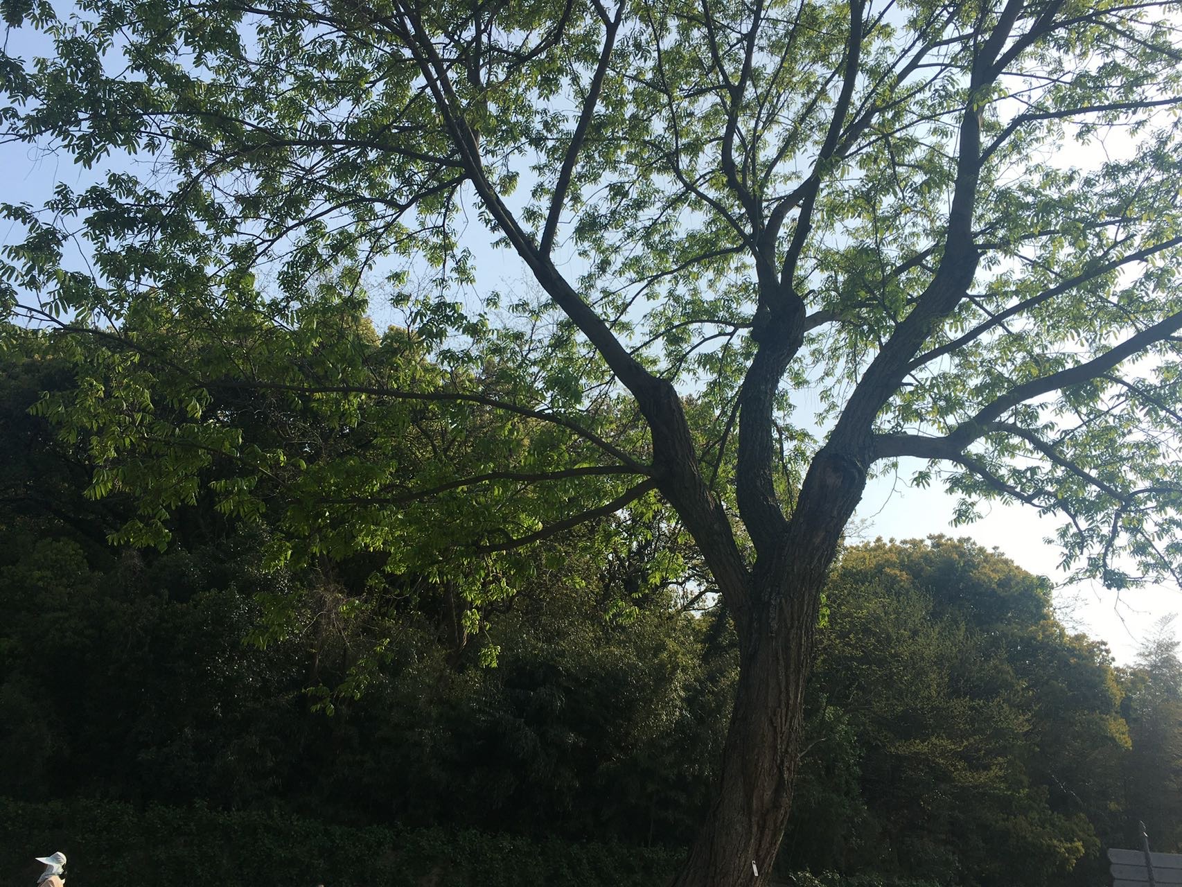 找搭子