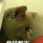 找搭子